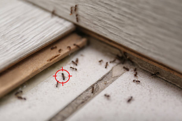 Best Residential Pest Control  in Iroquois Point, HI
