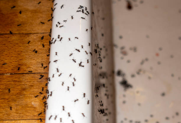 Best Emergency Pest Control  in Iroquois Point, HI