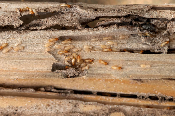 Best Best Pest Control Companies  in Iroquois Point, HI