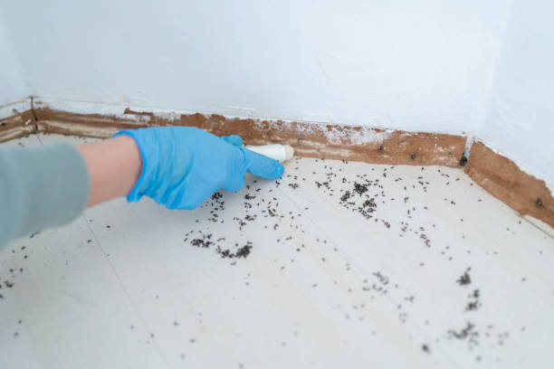 Best Commercial Pest Control Services  in Iroquois Point, HI